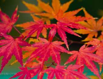 Naturfotografie im Herbst