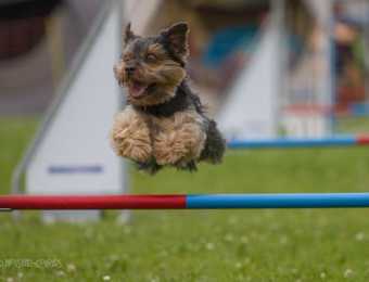 1. Gohrisch-Heide-Cup